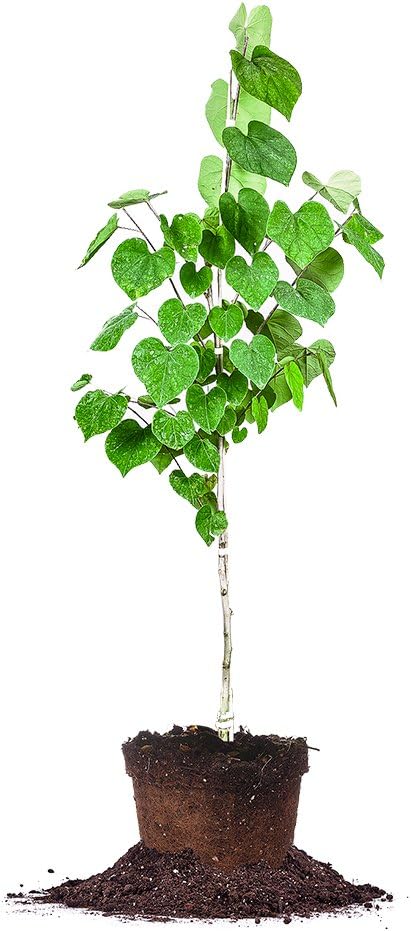 Eastern Redbud - Size: 4-5 ft, Live Plant, Includes Special Blend Fertilizer & Planting Guide