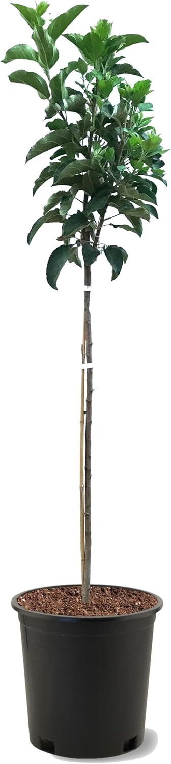 American Plant Exchange Apple Tree 'Red Rome Beauty' – Live Fruit-Bearing Plant, 5-Gallon Pot, Cold Hardy, Sweet Edible Apples for Outdoor Orchards and Landscapes