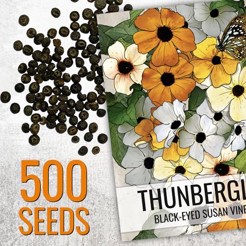 Image of Seed Needs Black-Eyed Susan Vine Seeds for Planting Thunbergia 5 Packs