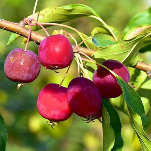 Dolgo Crabapple Tree Live Plant for Planting Outdoors 18 to 24 Inches Tall, Live Crabapple Plant Live Crabapple Fruit
