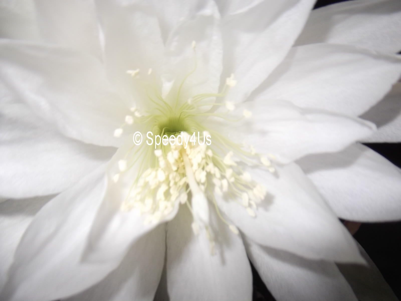 Epiphyllum"White Plume" Orchid Cactus Cutting