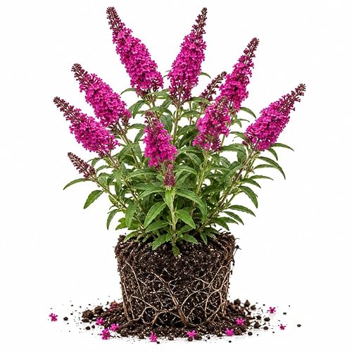 Raspberry Butterfly Bush 4-7 Inches, Vibrant Buddleia