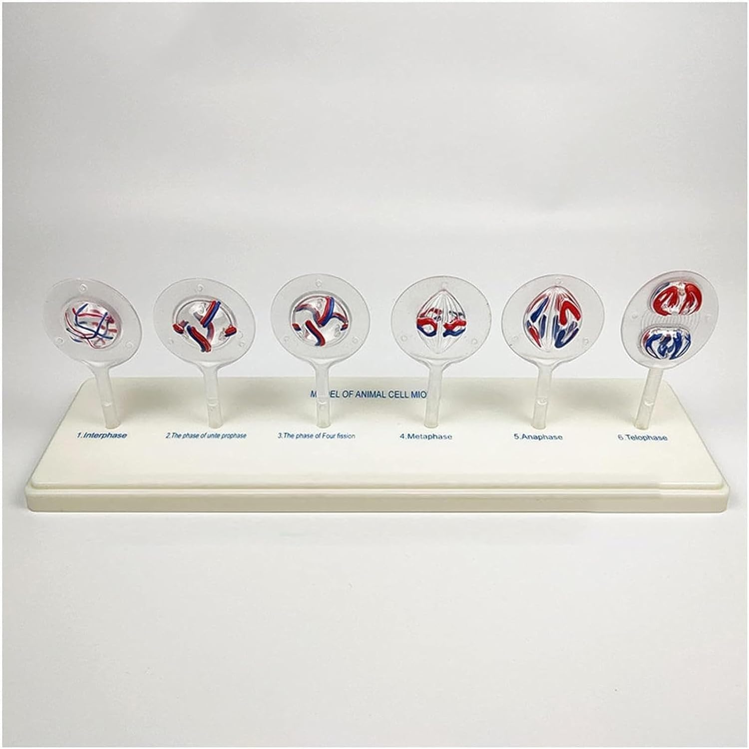 12 partes de mitosis y meiosis de células animales y vegetales, modelos celulares de anatomía de ciencias médicas, para equipo de ayuda de enseñanza de biología, demostración de enseñanza, suministros