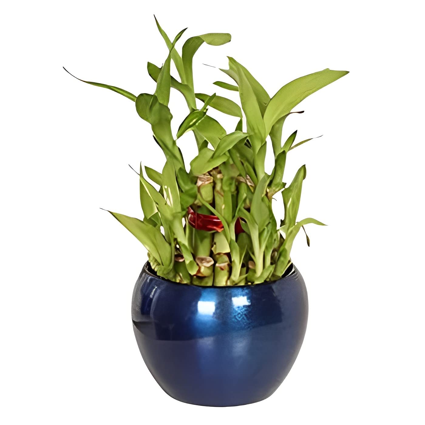 Good Luck Air Purifying 2 Layer Bamboo Live Indoor Plant in Metal Vase Pot For Living Room, Table Decor, Balcony, Office (Blue)-image-34