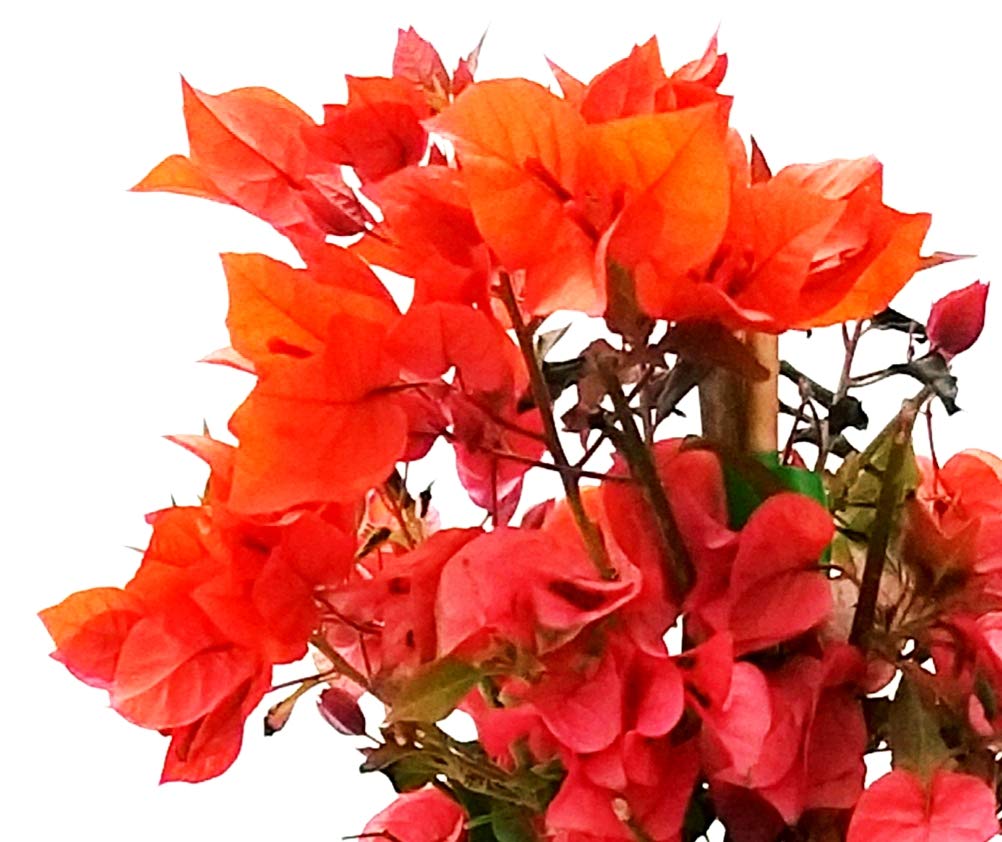 POWERS TO FLOWERS - BOUGAINVILLEA ROSSA IN VASO CERAMICA ROSSO, BUGANVILLEA, pianta vera