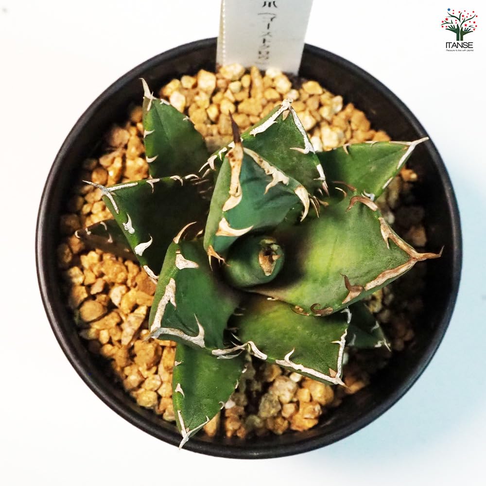 ☆鬼爪☆チタノタ☆titanota agave アガベ 雪峰 検索 白鯨 オテロイ