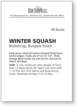 Burpee Buttercup Burgess Strain Winter Squash Seeds 30 seeds
