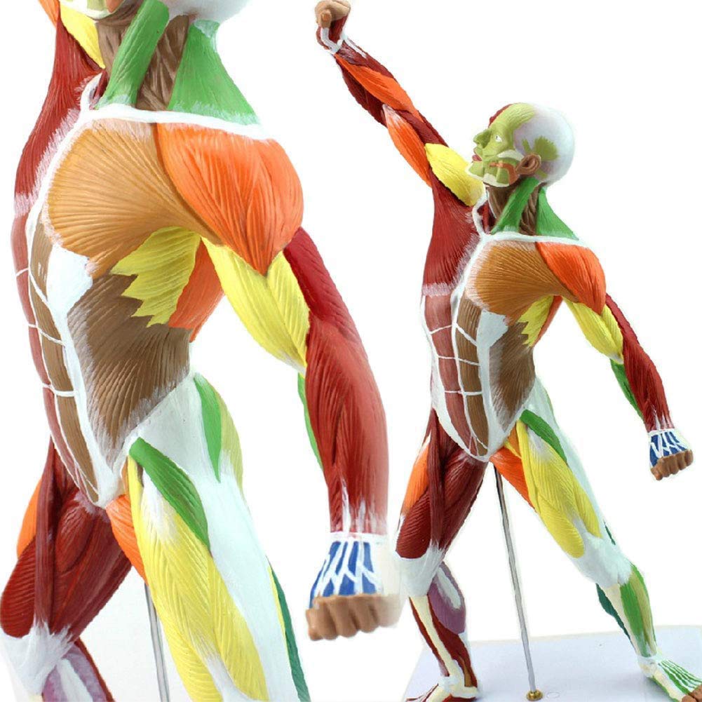 Superficial Muscles Anatomy Color Isolated, The Human Torso Model of Full Body Torso Anatomical Motion Model Human Anatomy Model