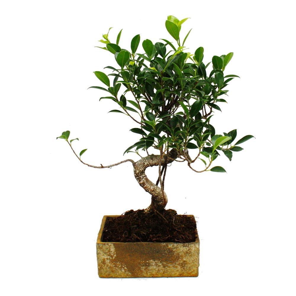 Bonsai per la stanza, bonsai Ficus 8 anni, effetto pietra, ciotola da 18 cm