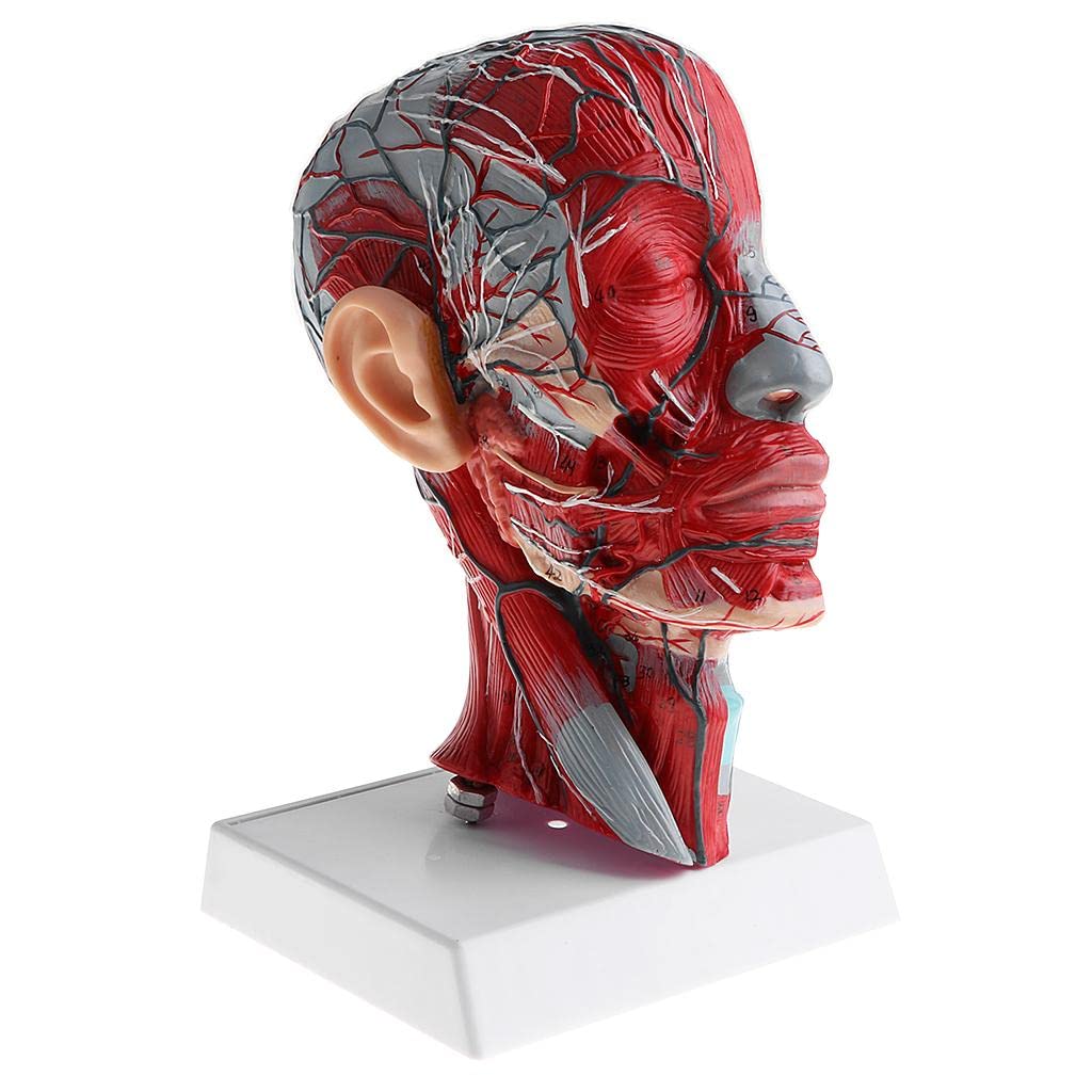 P Prettyia Anatomical Human Sagittal Plane Half Head and Face Anatomy Brain Neck Median Section Model Lab Demonstration Model