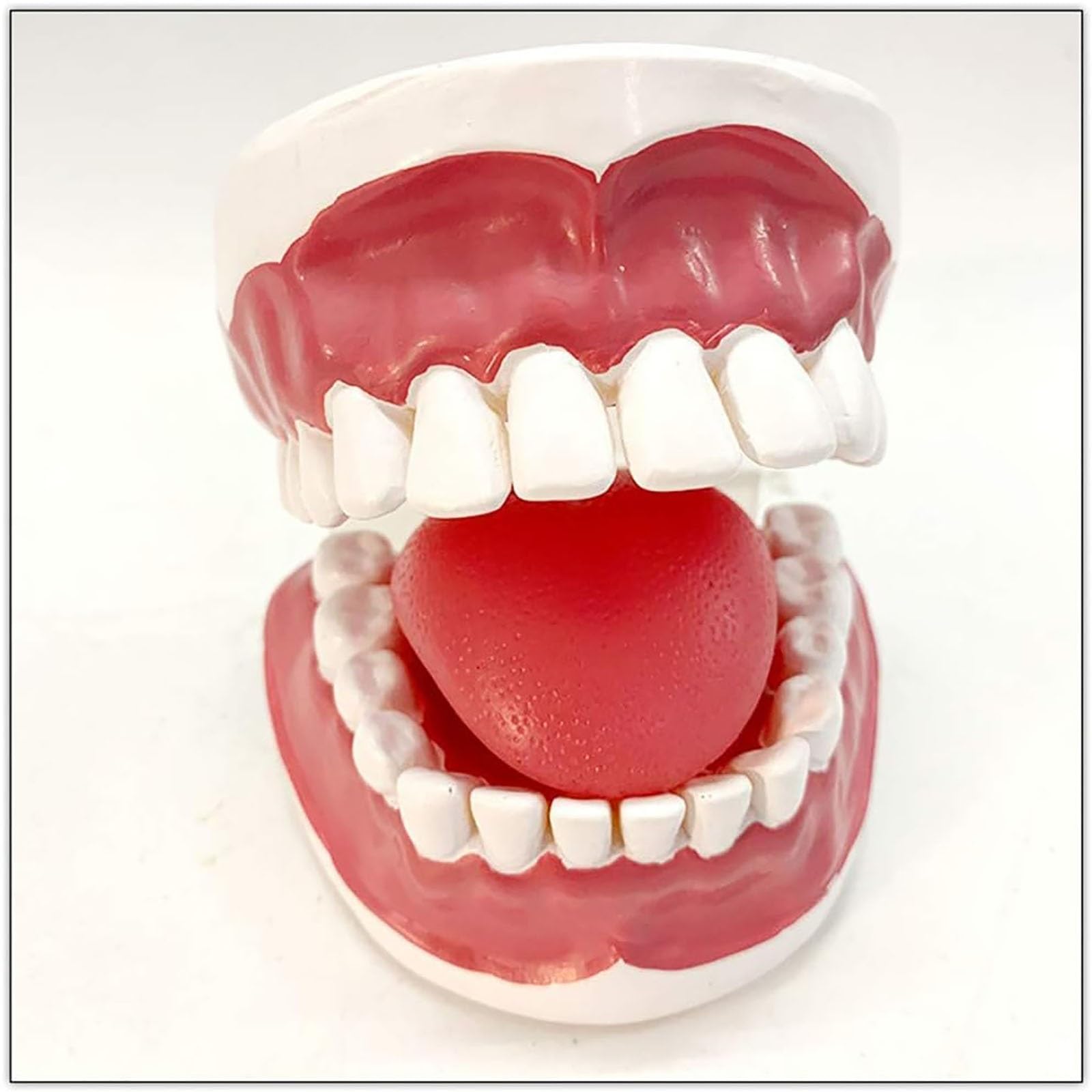 Modello dimostrativo dentale, cavità orale umana con gengive e denti interdentali, per l'educazione medica e la formazione odontoiatrica