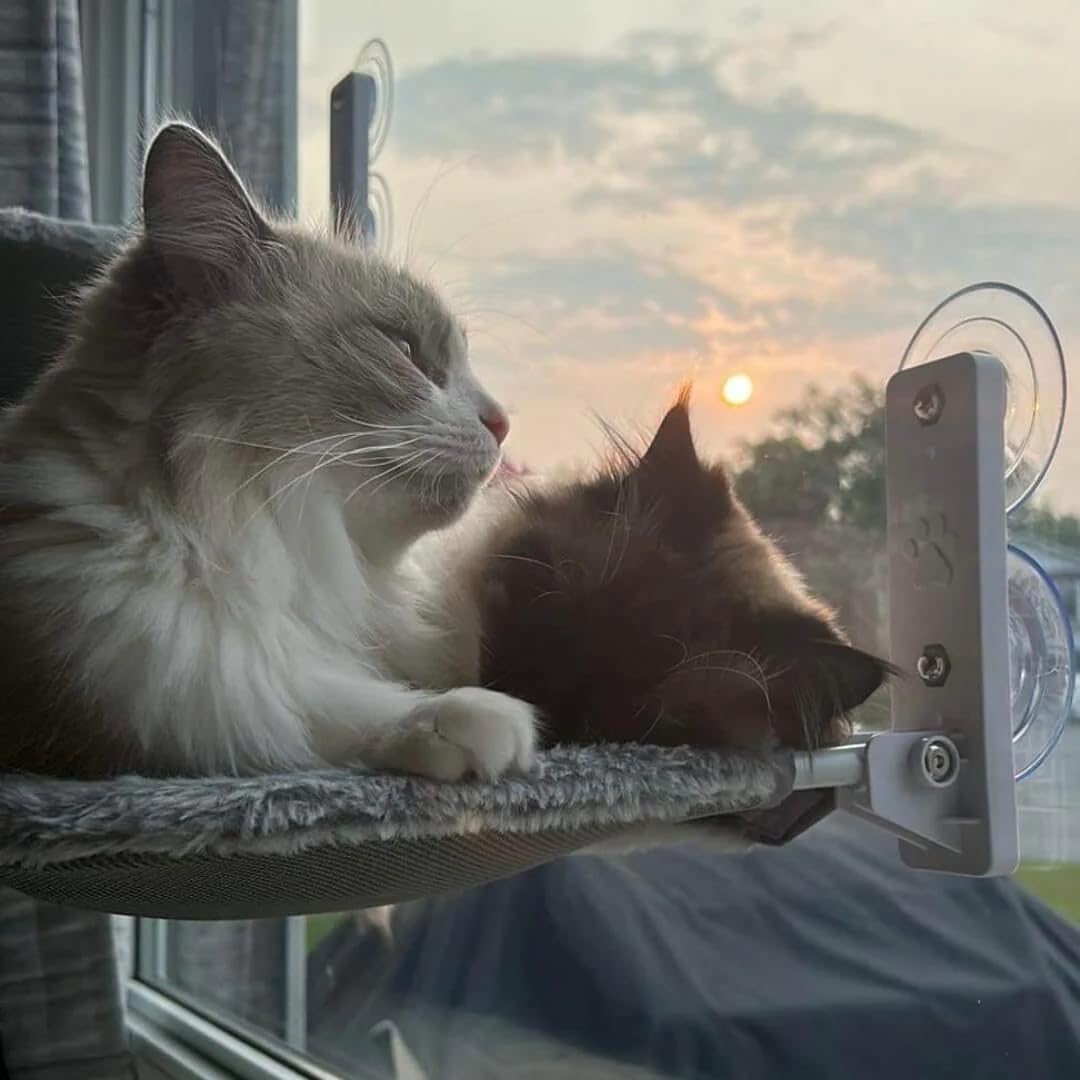 Hamaca Gato Ventana (52x30cm) Bestfriend® | Plegable, Lavable y Transpirable | Ventosas Reforzadas para Seguridad y Estabilidad hasta 18 kg (Felpa Gris)