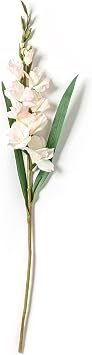 Ashland White Gladiolus Stem, 12 Pack