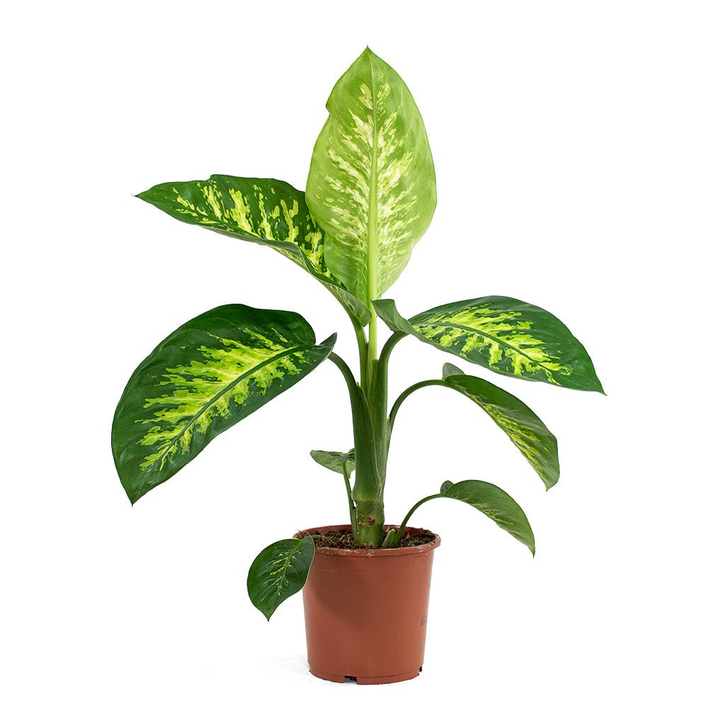See full amazon price history chart for Go4plants Dieffenbachia Aglaonema live Plant (Pot with plant) pack of 1 Go4plants Dieffenbachia Aglaonema live Plant (Pot with plant) pack of 1 (B0BG3GPFKZ) Amazon Price History, Amazon Price Tracker