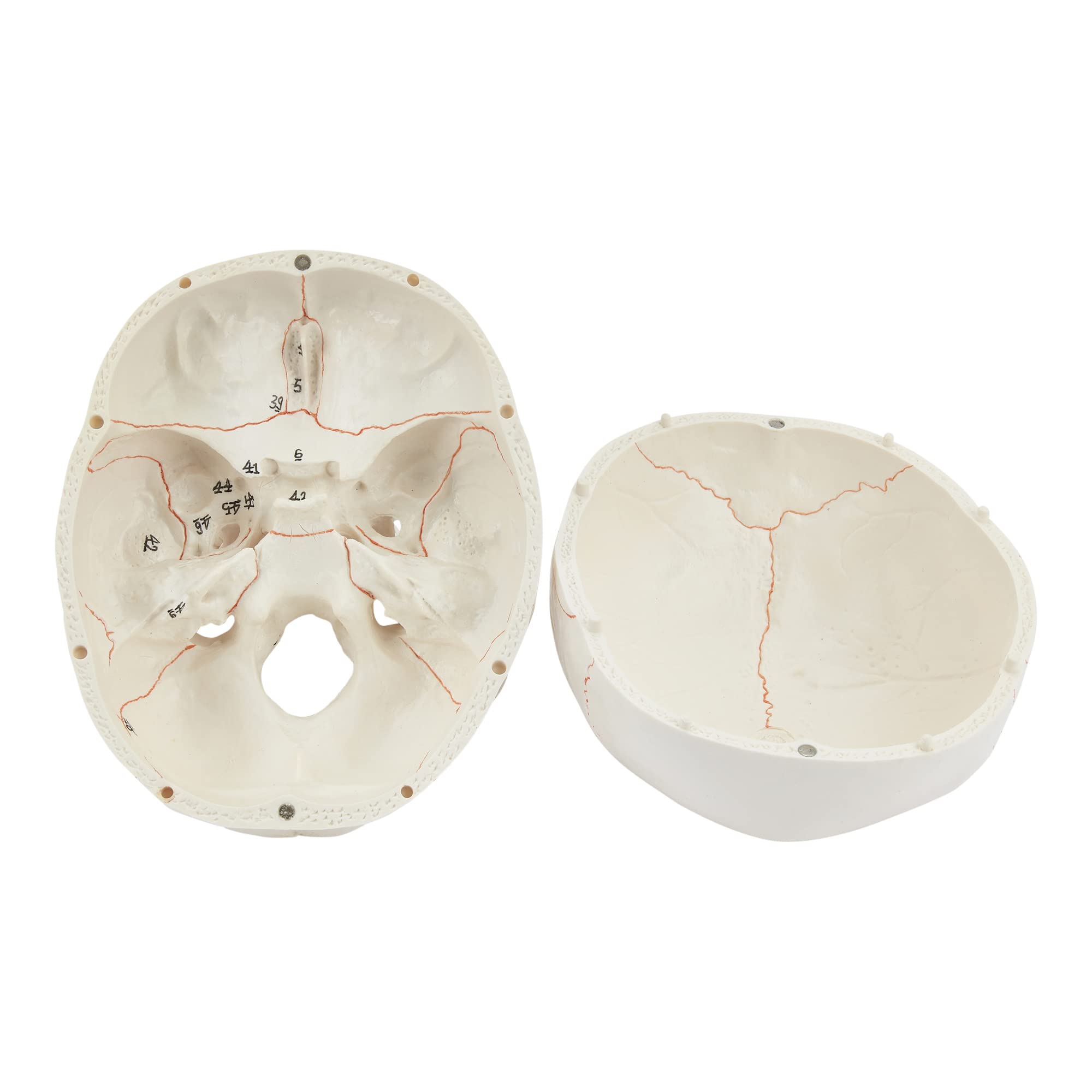 Calavera humana, anatómico, 3 partes, calavera médica, calavera de tamaño real para adultos,Modelo educativo y de enseñanza médica,Regalo perfecto para estudiantes médicos
