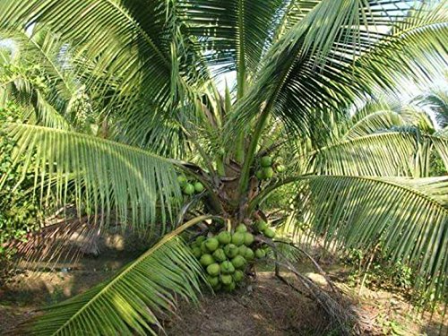 Royal Paradise Garden Rare Dwarf Hybrid Green Kalpasree Coconut Healthy Live Plant - 1Pc (Green) (B0777QBTYT) Amazon Price History, Amazon Price Tracker