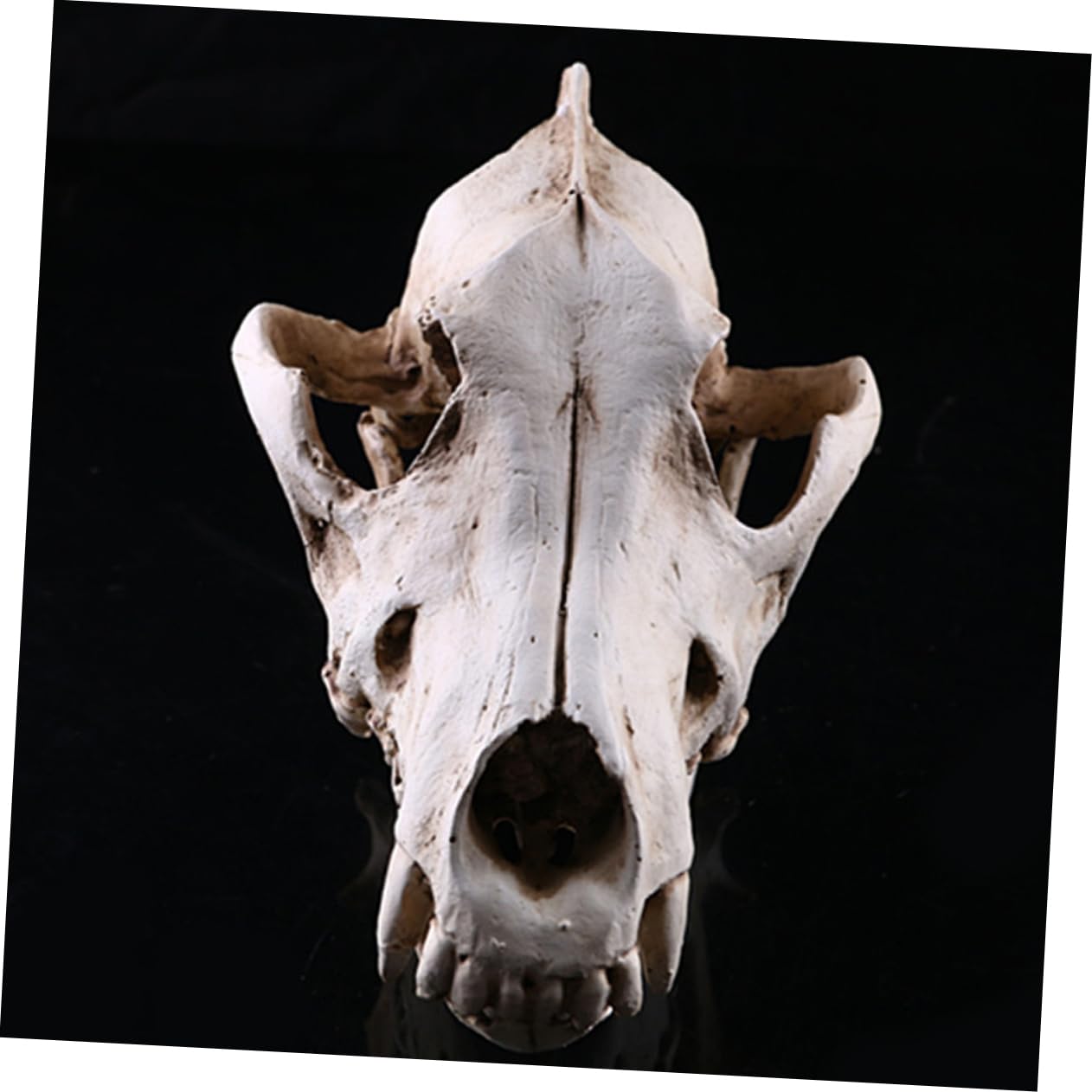 PRETYZOOM Bärenschädel 2st Schädelkopfmodell Aus Harz Home Decor Wohnungseinrichtung Ideas Geschenkeidee Hochstihl Skelett Figur Heim Tiere Wolf Replik Skelett Nachbildung Einer Skelettfigur