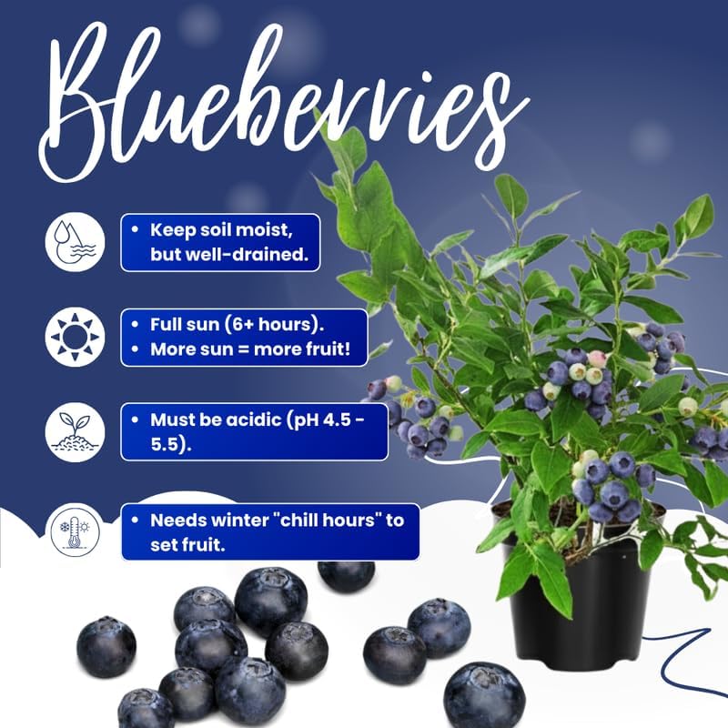 Sets 2 Blueberry Trees Live Plants, Blueberries Bushes, Hardy and High Yield, Seedlings Southern Highbush Blueberry Plants Live for Outdoor Growing, 5-7" Tall (Fast-Growing)