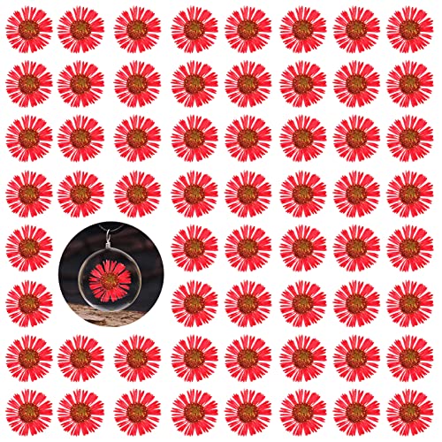 60 flores secas de crisantemo aguja rojas para manualidades miniatura 1