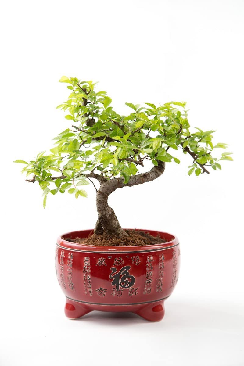 Chinese Elm Bonsai Tree in Round Ceramic Bonsai Pot - 25-35cm