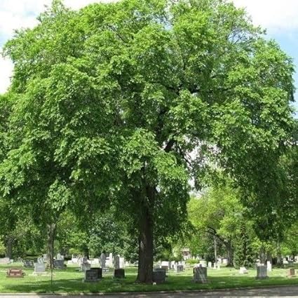 Slippery Elm Tree Seeds Ulmus Rubra 30 Seeds Amazon Co Uk Garden Outdoors