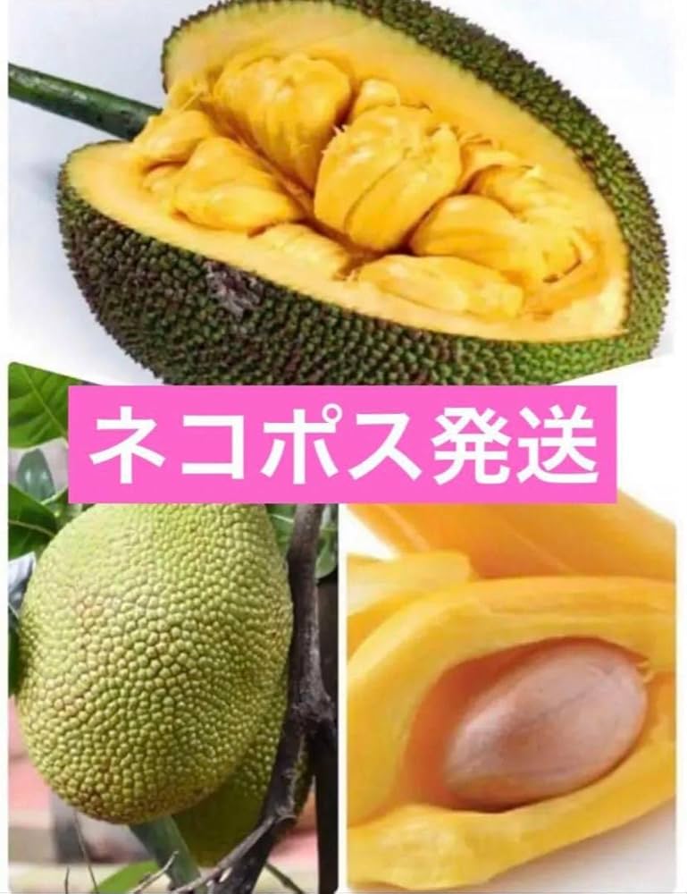 Amazon.co.jp: パラミツ ジャックフルーツ 抜き苗1株 発送 : ホビー