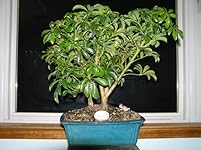 Review Image by Joe from Jersey