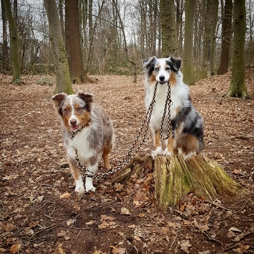 Hundeleine Doppelleine Übungsleine Führleine für mittlere Hunde bis 45 Kg über 39 Farben sehr stabil (2,40 m, Schwarz)