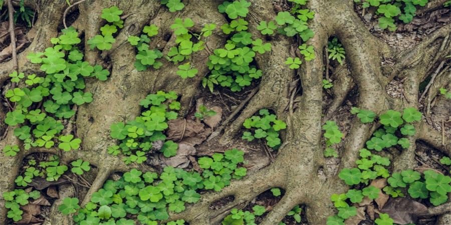 YongFoto Reptile Tank Terrarium Background 36x18 inch Vintage Old Tree Roots Green Grass Moss Bark Reptile Habitat Background Bearded Dragon Fish Tank