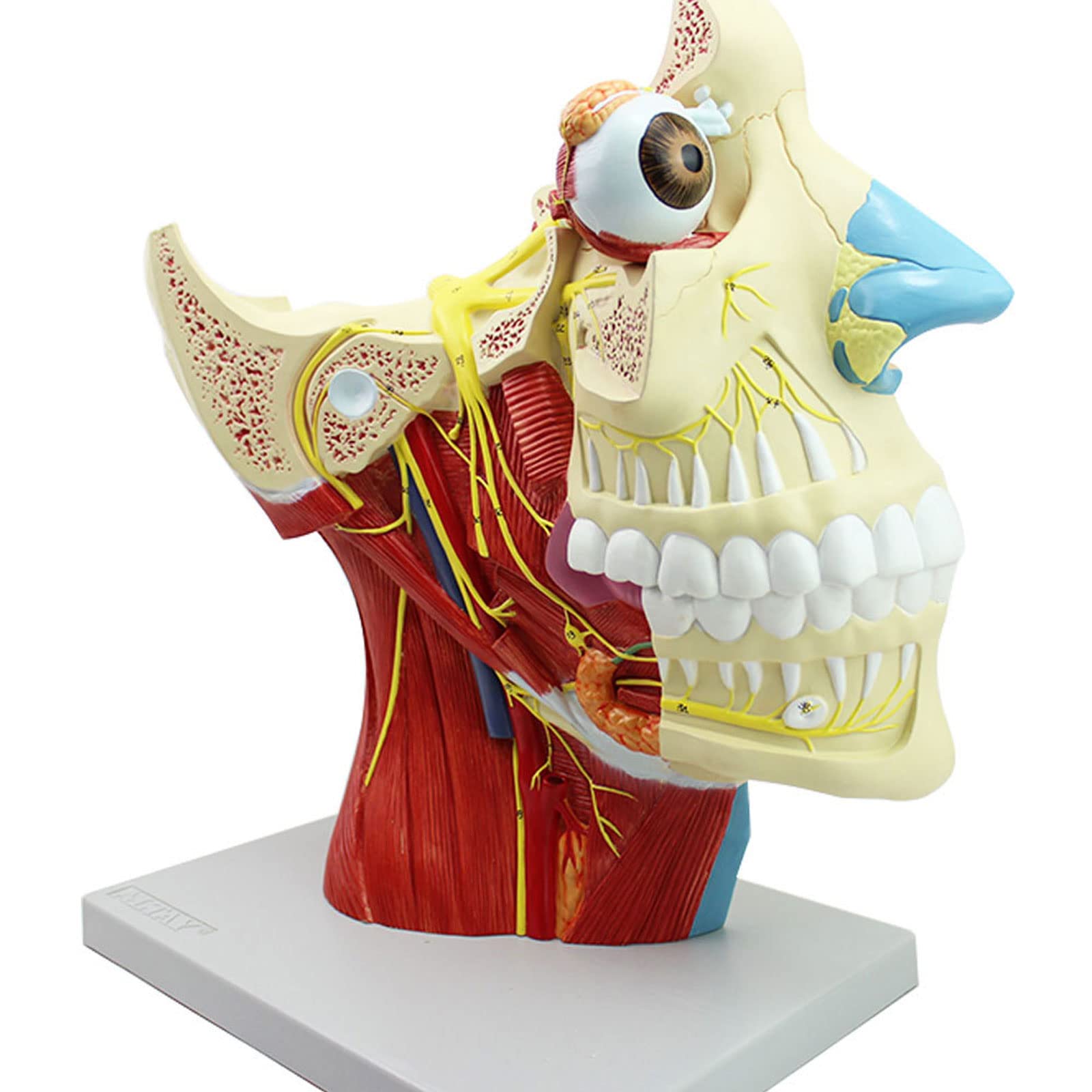 Buy Human Anatomical Head Model 12 Pairs of Cranial Nerve Models Brain