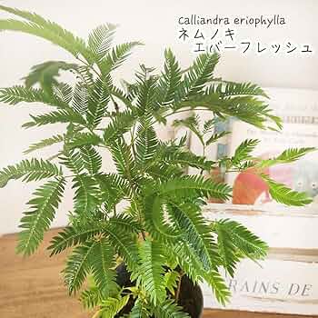 61Uv4DbGloL._AC_UF350,