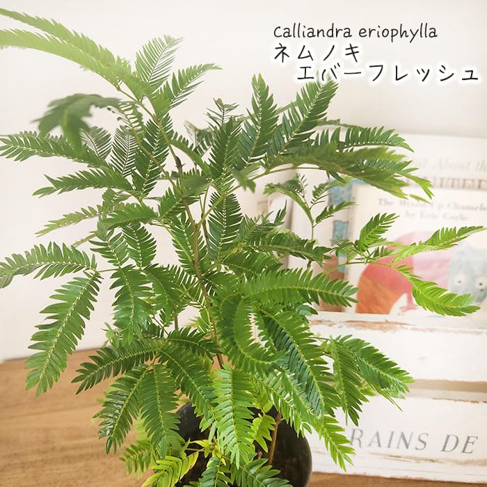 【イキイキしてます♥】エバーフレッシュ ネムノキ 曲がり 観葉植物エバーフレッシュ｜曲げ方自由、盆栽風仕立て｜e花屋