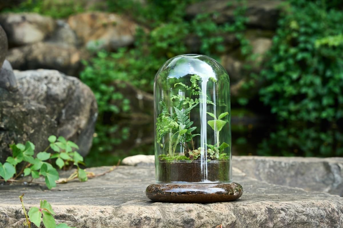Terrario de cúpula de cristal con base y agujeros de ventilación, 7.9 x 4.7 pulgadas, vitrina transparente para plantas carnívoras, suculentas, atrapamoscas Venus y rosas eternas, caja de regalo