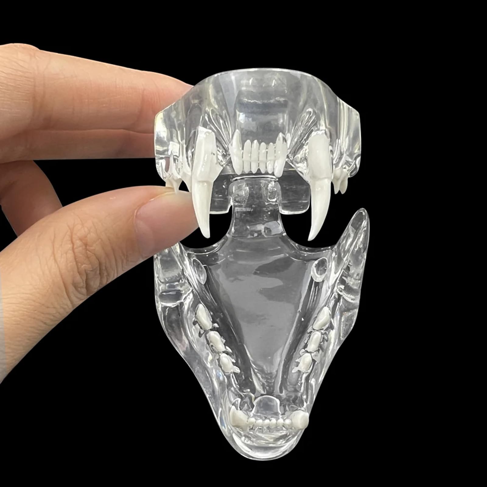 Model zębów dentystycznych kota w jamie ustnej Klinika dla zwierząt Anatomiczny ząb szczęki Akcesoria weterynaryjne do celów edukacyjnych i demonstracyjnych