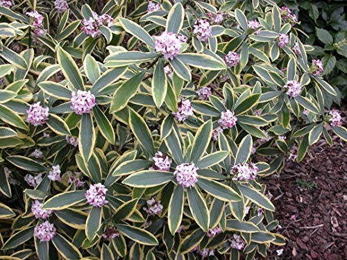 Pixies Gardens(1 Gallon) Daphne Odora Marginated Pink Most Exotic Fragrant Pink Flowers in Winter (Fall/Winter Blooming) Extremely Fragrant Pink Blooms. Daphne is A Gorgeous Shade Plant.