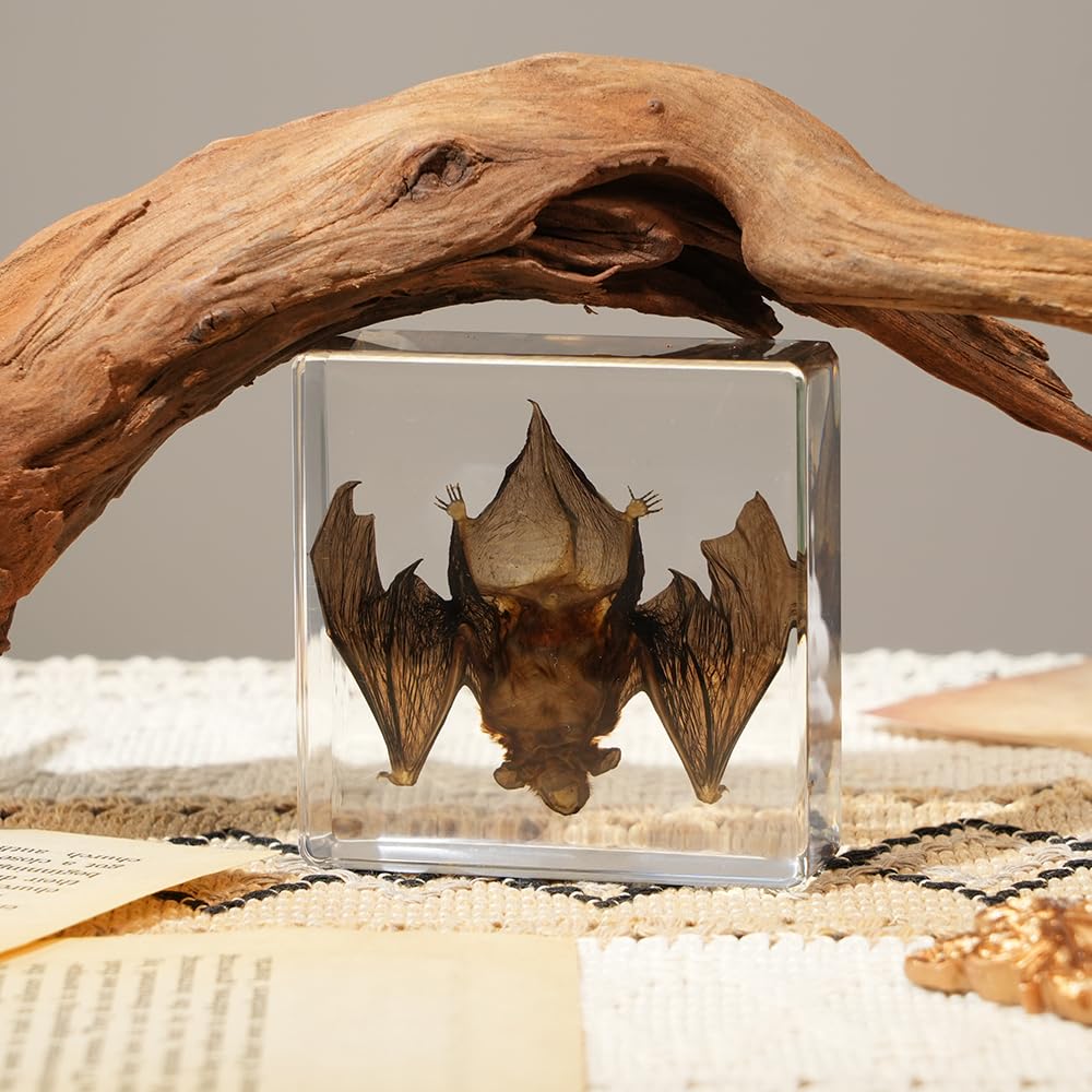 Taxidermy Bat, Real Bat Specimens Animal Specimen Preserved in Resin, Gothic Decor Display for Science Classroom Science Education, Gift for Fans of Taxidermy, Oddities, Biology