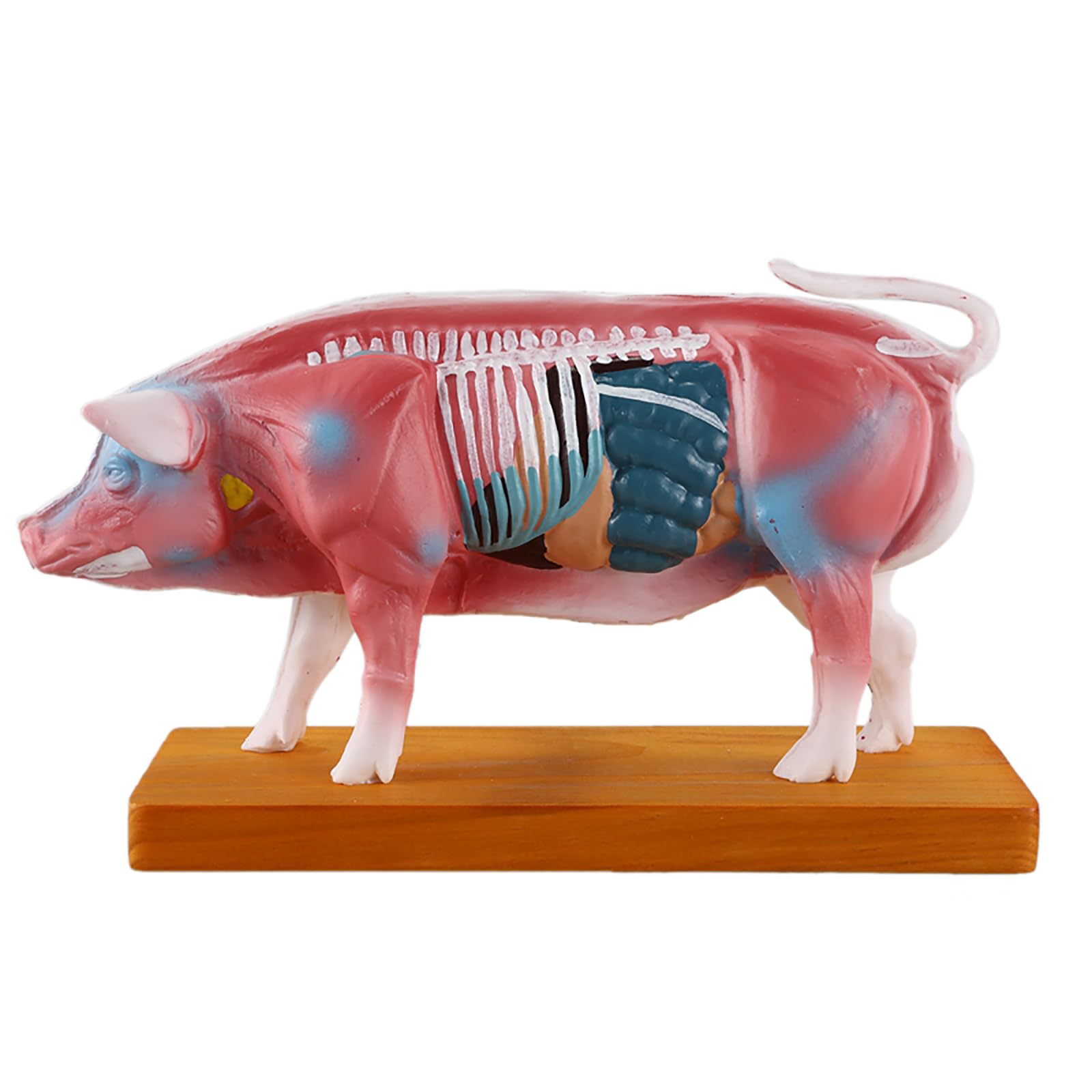 CHANGLKJ Pig Points Acupuncture Model, Pig Anatomy Model, Pig Body Anatomical Model, Clear Acupoint Font and Durable Material, Great Detailing and Fine Workmanship, for Reference, Study, Teaching