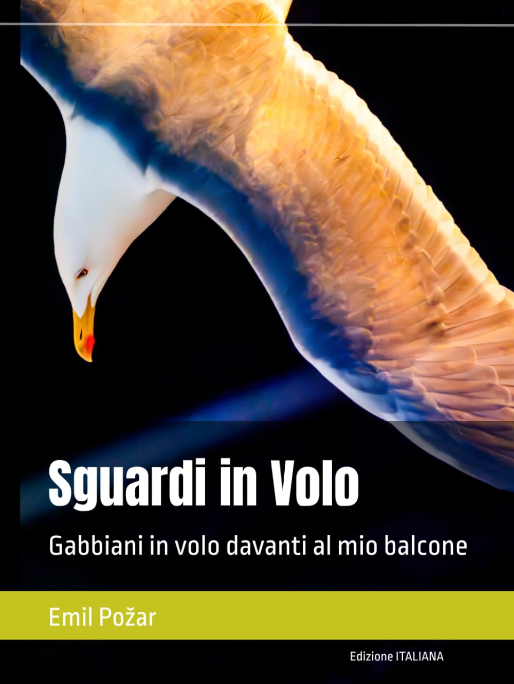 Sguardi in Volo: Gabbiani in volo davanti al mio balcone