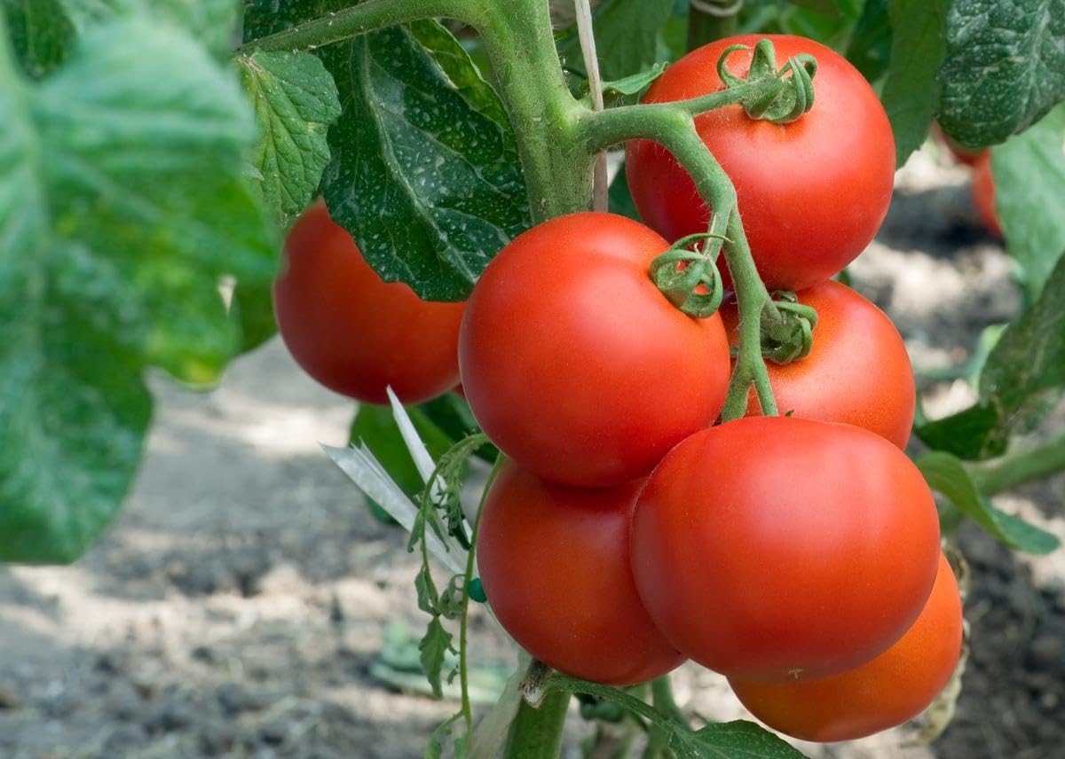 All Season Tomato Seeds | Round Bombay Tomato Hybrid Seeds Pack Of 40 Seeds (B0CJJR6WKM) Amazon Price History, Amazon Price Tracker