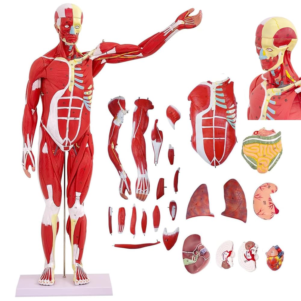 YNIYUJKL Muscle Man Anatomy Model 50 Cm 80 Cm Colourful Miniature Model Of Muscles Human Body Anatomy Model With Removable Organ For Medical Physiology Study And Teaching Human Muscle,80 cm