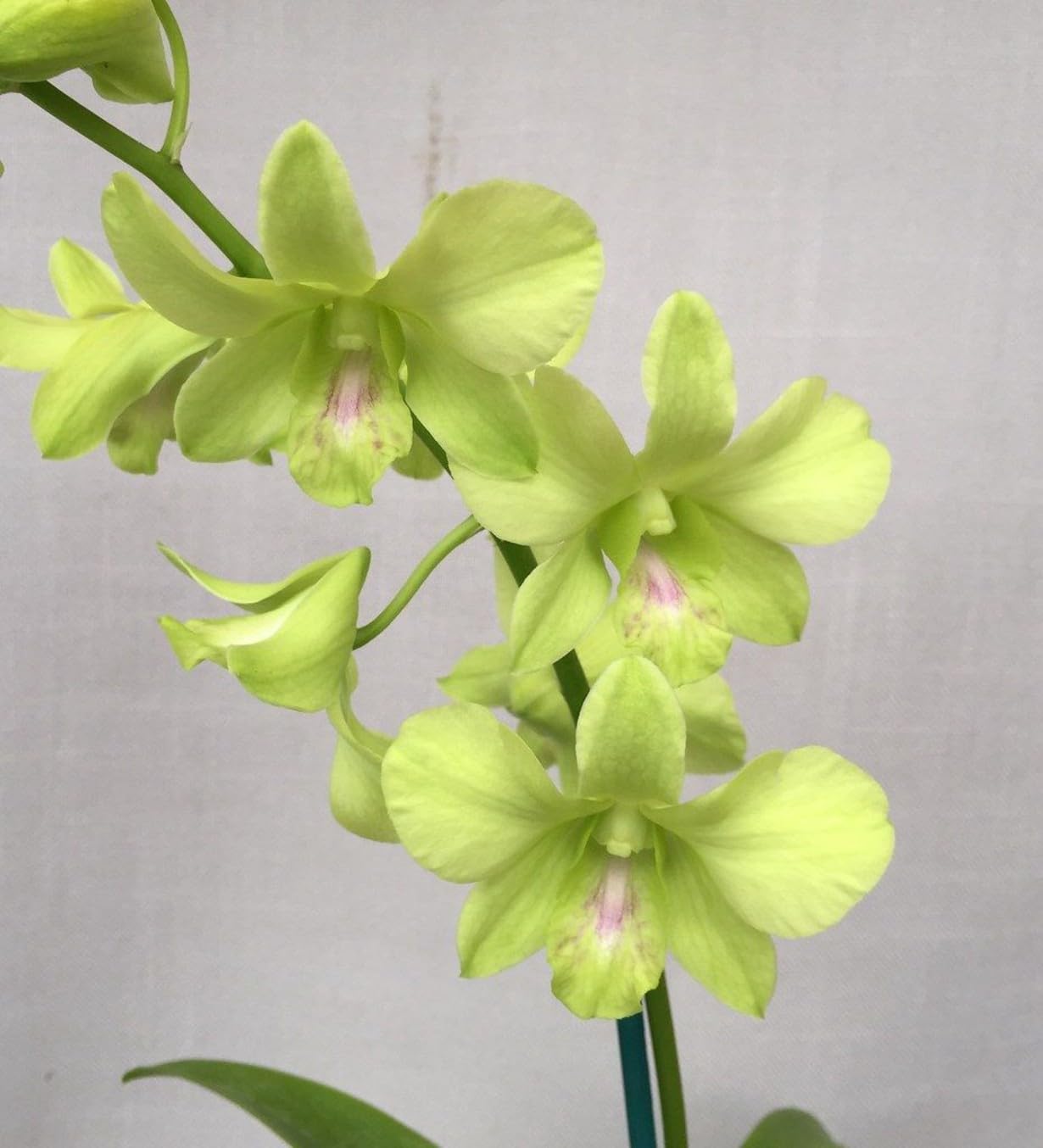 - Florona Dendrobium Orchid Live Plants (BURANA GREEN) Imported Thai Orchid plant For Indoor Garden (1 Helathy Live Plant With Pot) For home Garden