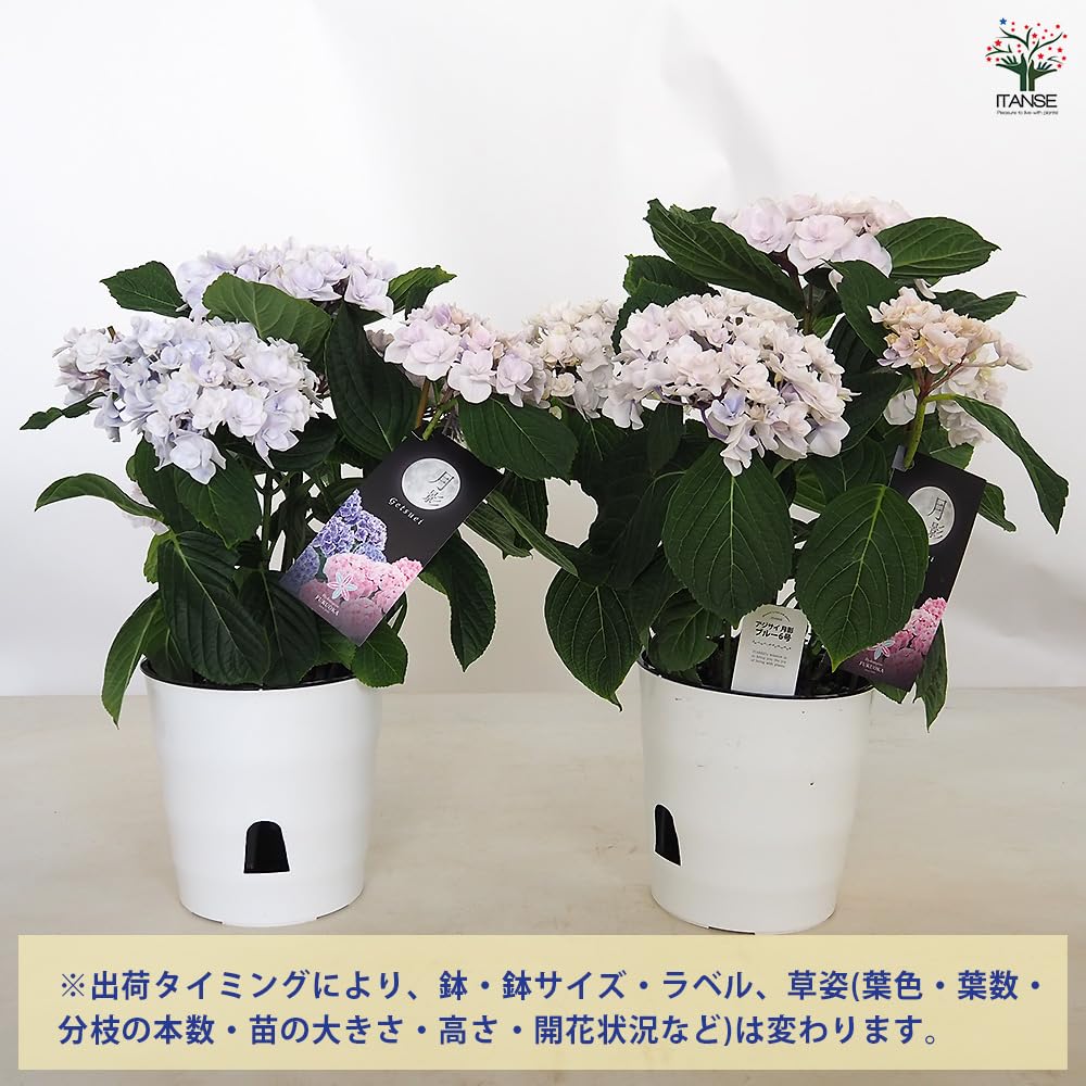 Amazon.co.jp: アジサイ 月影(ゲツエイ) 6号 ブルー 1個売り【品種で