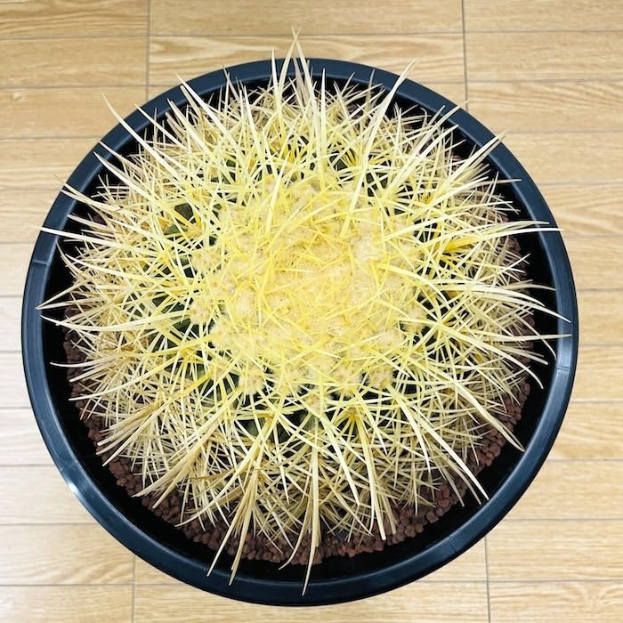 SALE キンシャチ　サボテン　⭐︎金鯱8号 61QvJyQfoBL._UF350,350_QL50_.jpg