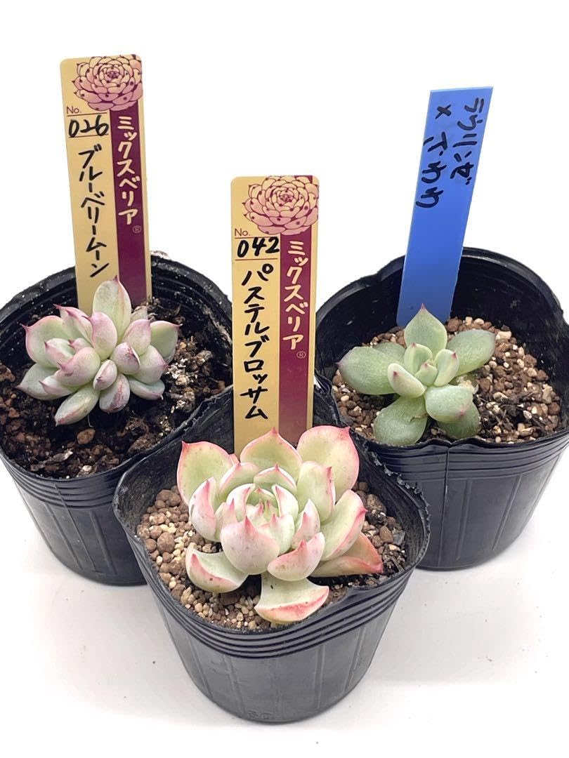 パステルブロッサム　札付き　おらいさんミックスベリア　多肉植物 042 【パステルブロッサム】おらいさん苗 ミックスベリア 成長