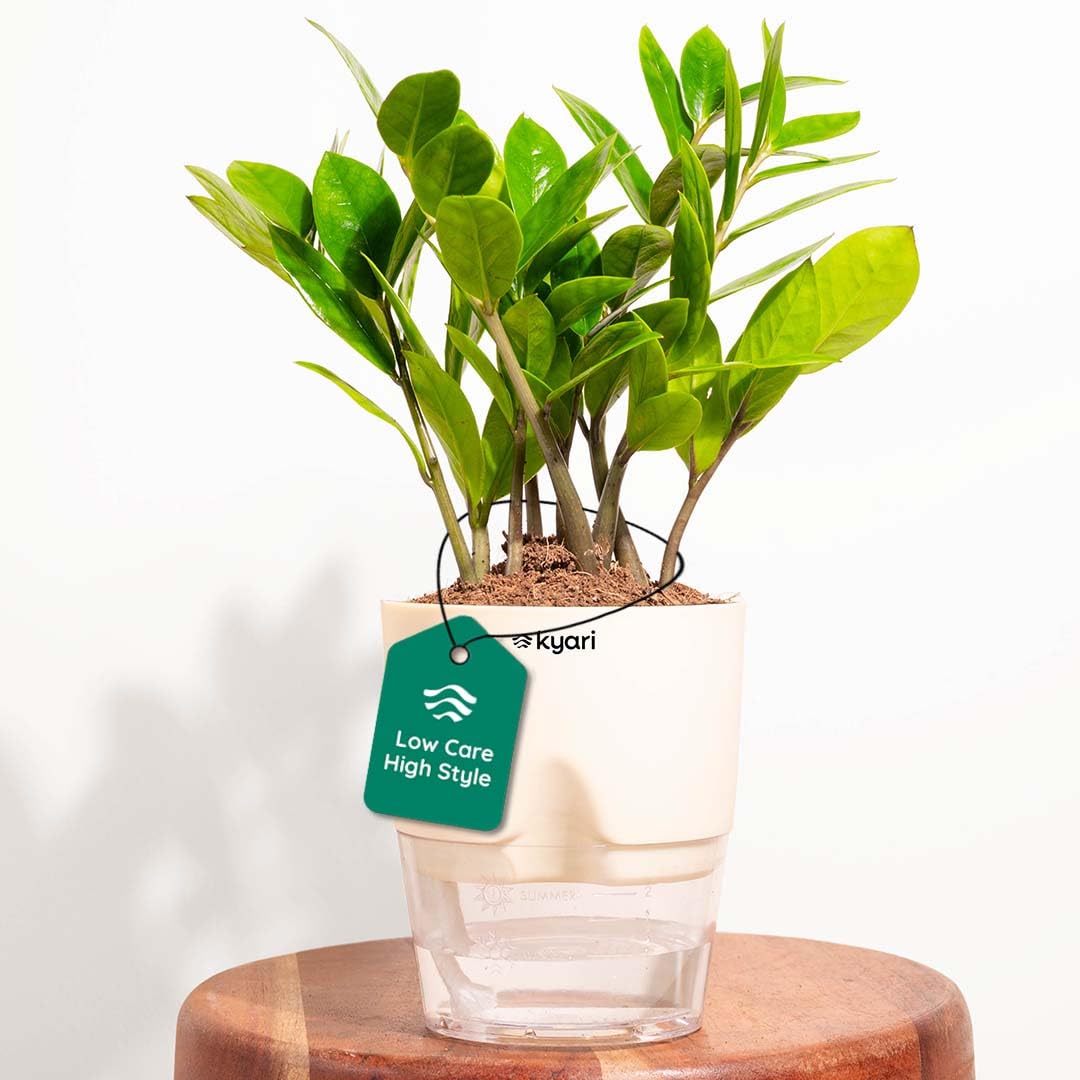 Kyari Zamia Green ZZ Plant - Air Purifying & Self Watering -15