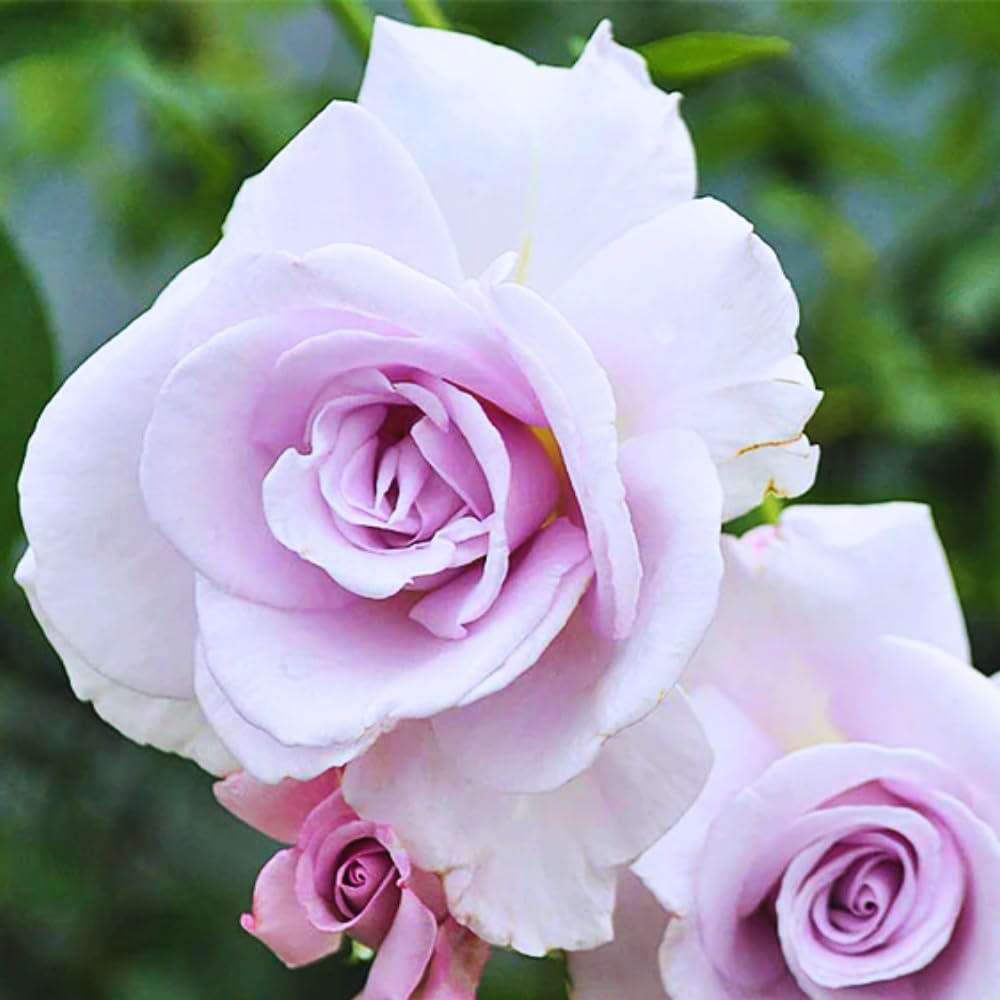 Amazon.com: Rose Bush 活植物,芳香混合茶玫瑰花根植植物,6-10 英吋(約