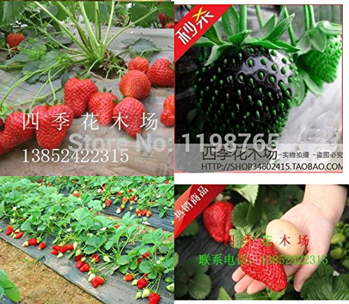 Grande promozione 100pcs 30kinds mescolati per