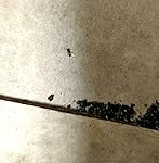 Review Image by Holly Koslowski Holly Koslowski