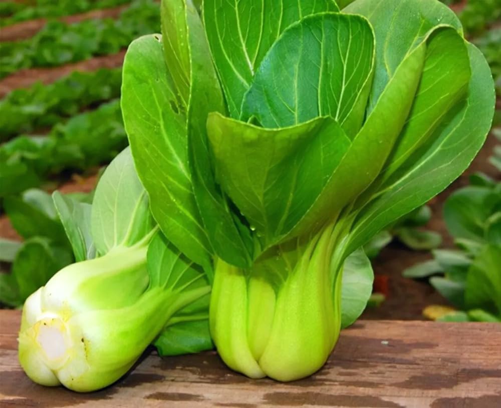 BULBORIUM 500 Baby Pak Choi Bok Choy Seeds - Non-GMO Heirloom Heat-Tolerant Chinese Cabbage for Florida Gardens