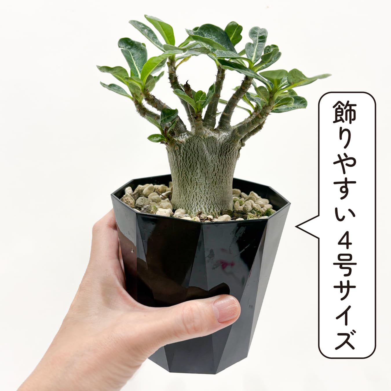 Amazon｜アデニウム アラビカム 4号 砂漠のバラ 塊根植物 コーデックス
